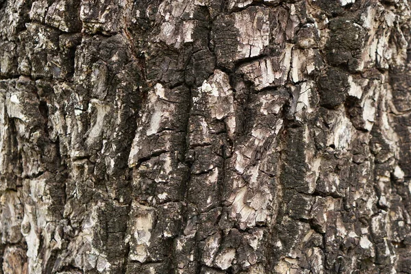 나무껍질에 — 스톡 사진