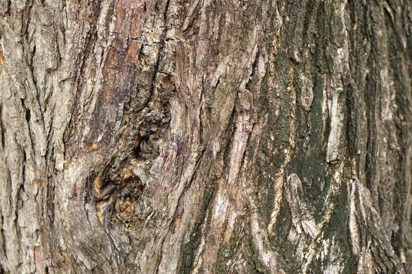 나무껍질에 — 스톡 사진