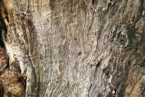 树皮背景树皮上有裂缝 — 图库照片