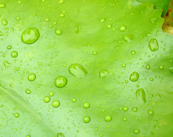 Water Drop Background Lotus Leaf — Stock Photo, Image