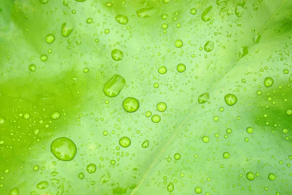 Water Drop Background Lotus Leaf — Stock Photo, Image
