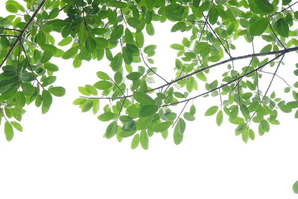 Зелений Лист Гілки Білому Тлі — стокове фото