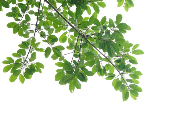 Zelené Listy Větve Bílém Pozadí — Stock fotografie