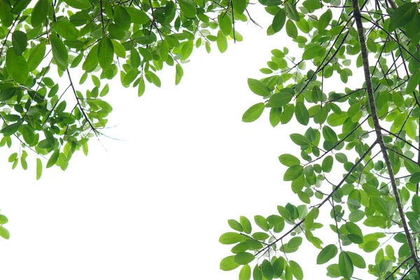 Hoja Verde Ramas Sobre Fondo Blanco — Foto de Stock