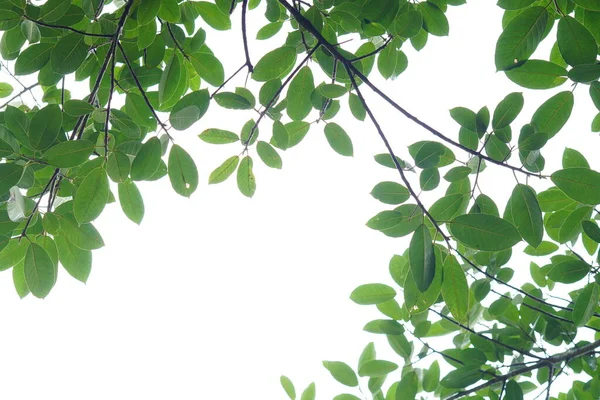 Зеленый Лист Ветви Белом Фоне — стоковое фото