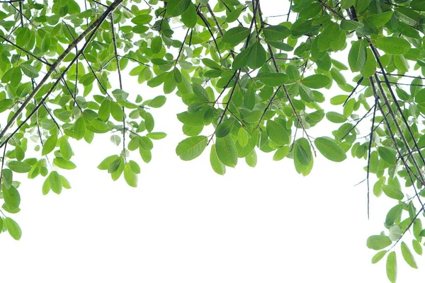 Hoja Verde Ramas Sobre Fondo Blanco — Foto de Stock