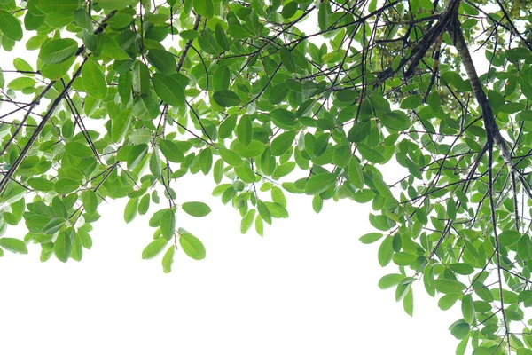 Hoja Verde Ramas Sobre Fondo Blanco — Foto de Stock