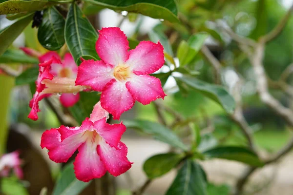 Rosa Azálea Flores Jardim — Fotografia de Stock