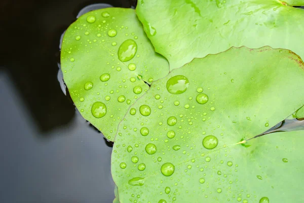 Vatten Droppe Bakgrund Lotus Löv — Stockfoto