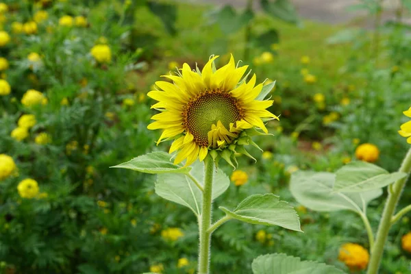 Hermosos Girasoles Amarillos Floreciendo Jardín — Foto de Stock