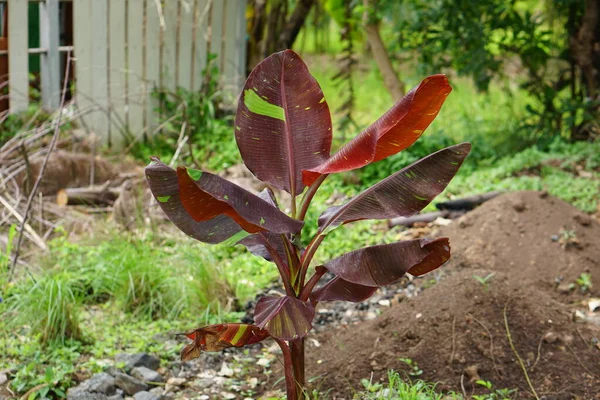 Красный Зеленый Банановые Листья — стоковое фото