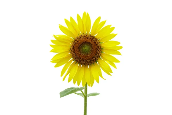 Sonnenblumen Auf Weißem Hintergrund — Stockfoto