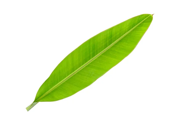 白い背景の上のバナナの葉 — ストック写真