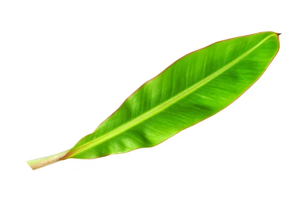 Банановые Листья Белом Фоне — стоковое фото