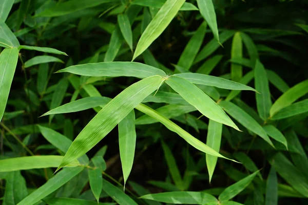 Hari Lingkungan Hidup Dunia Latar Belakang Daun Bambu — Stok Foto