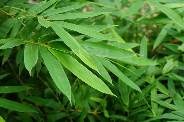 Dünya Çevre Günü Bambu Yaprağı Arkaplanı — Stok fotoğraf