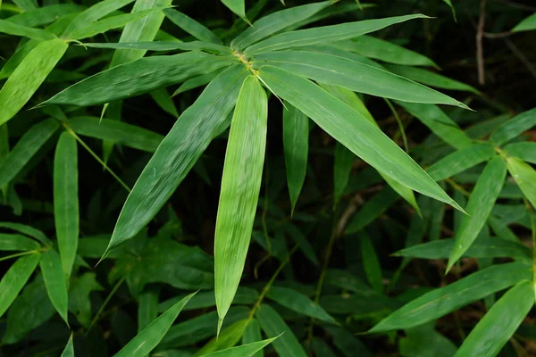 Hari Lingkungan Hidup Dunia Latar Belakang Daun Bambu — Stok Foto