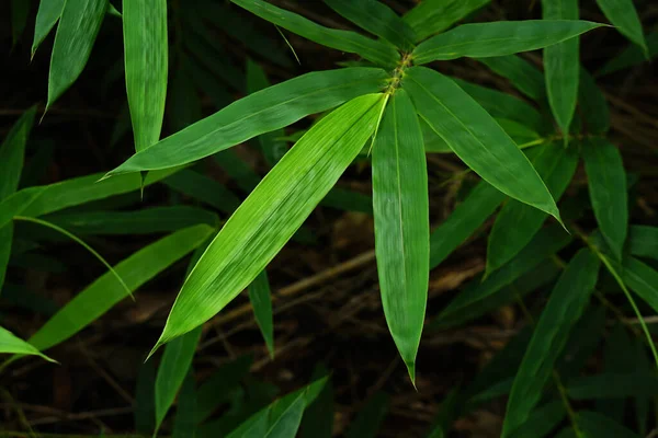 Hari Lingkungan Hidup Dunia Latar Belakang Daun Bambu — Stok Foto