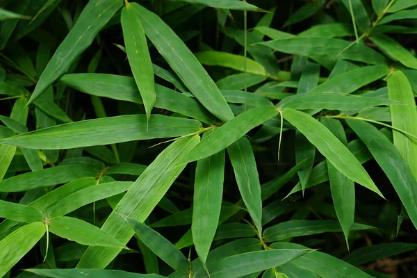 Dünya Çevre Günü Bambu Yaprağı Arkaplanı — Stok fotoğraf