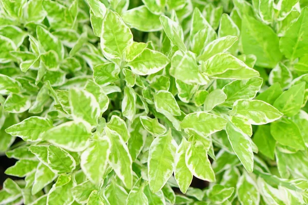 Зеленый Лист Фона Парке — стоковое фото