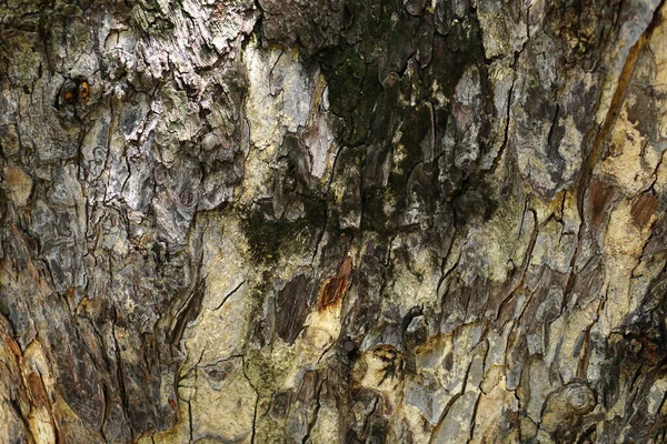 Fundo Casca Tem Rachaduras Envelhecimento — Fotografia de Stock