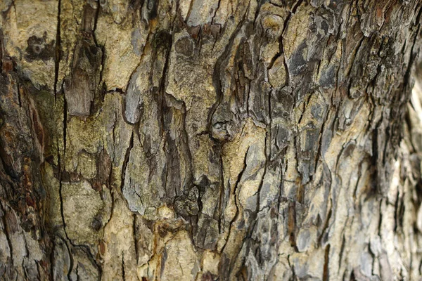 나무껍질에는 — 스톡 사진