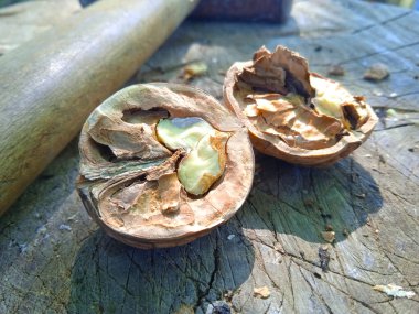 Ceviz soyulmuş ve kütüğün üzerinde soyulmamış. Ceviz tarafı ve ön tarafı.. 