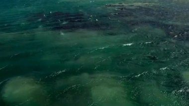 Sıcak ve güneşli bir günde kayaların üzerinde bir deniz foku dinleniyor. Yabani kulaklı deniz memelileri doğal ortamlarında Sakhalin Adası 'nda dinleniyorlar..