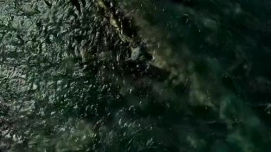 Sıcak ve güneşli bir günde kayaların üzerinde bir deniz foku dinleniyor. Yabani kulaklı deniz memelileri doğal ortamlarında Sakhalin Adası 'nda dinleniyorlar..