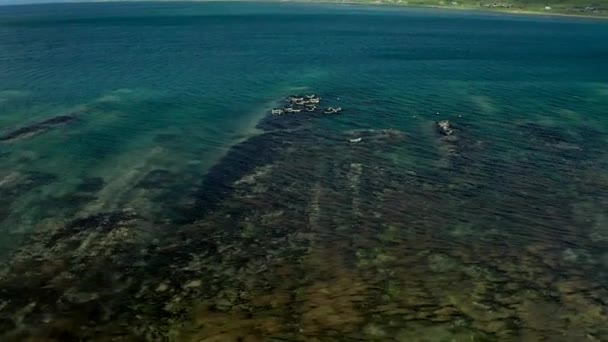 Una foca marina yace sobre las rocas descansando en un caluroso día soleado. Mamíferos marinos de focas de orejas silvestres en su hábitat natural que descansan en la isla Sajalín. — Vídeos de Stock