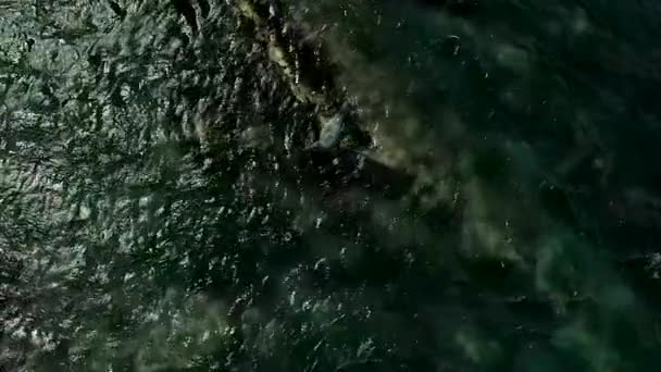 화창 한 날에 바위 위에 바다표범이 앉아 있다. 사할린 섬의 자연 서식지에 사는 야생 귀상어. — 비디오