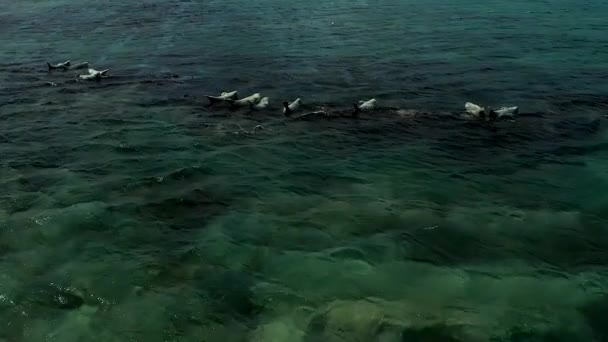 Um selo do mar encontra-se nas rochas que descansam em um dia ensolarado quente. Mamíferos marinhos de foca-de-orelhas-selvagens no seu habitat natural que repousa na ilha de Sakhalin. — Vídeo de Stock