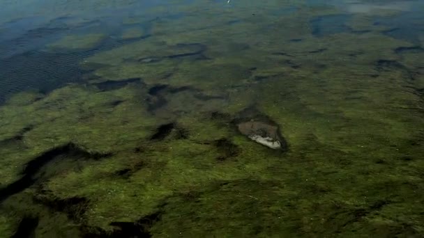 W słoneczny letni dzień, szara czapla przelatuje nad morzem szukając ryb, czapla z bliska lata nad wodą w locie. — Wideo stockowe