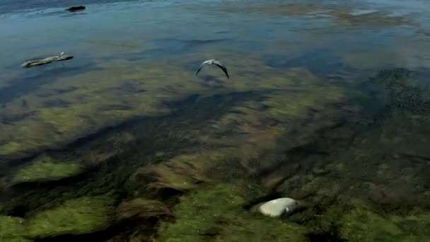 Op een zonnige zomerdag, vliegt een grijze reiger over de zee op zoek naar vis, een close-up reiger vliegt boven het water tijdens de vlucht. — Stockvideo