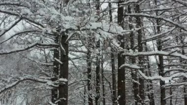 Güneşli bir sabahın erken saatlerinde karlı bir kış ormanının insansız hava aracı karlı soğuk bir halıyla kaplı..
