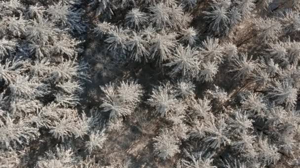 Σε ένα πρώιμο ηλιόλουστο πρωινό εναέρια άποψη από ένα drone από ένα χιονισμένο δάσος χειμώνα καλύπτονται με ένα χιονισμένο κρύο χαλί. — Αρχείο Βίντεο