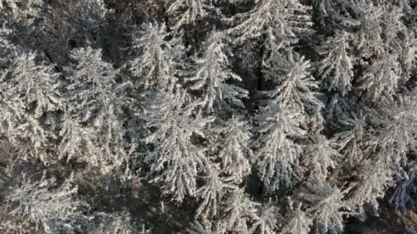 Ранним солнечным утром вид с воздуха с беспилотника снежного зимнего леса, покрытого снежным холодным ковром. — стоковое видео