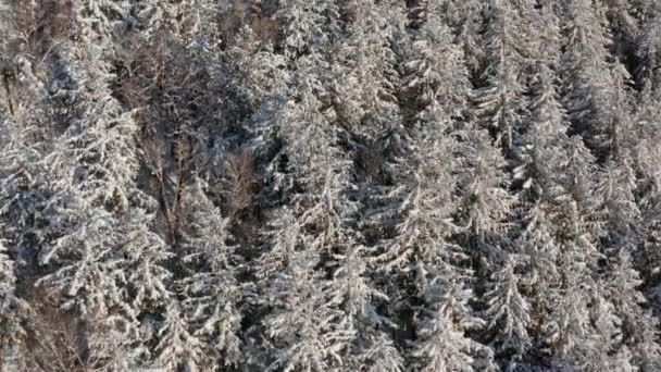 In una mattina presto soleggiata vista aerea da un drone di una foresta invernale innevata coperta da un tappeto freddo innevato. — Video Stock