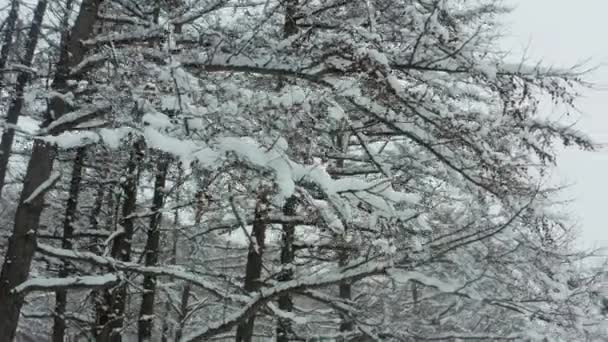 In una mattina presto soleggiata vista aerea da un drone di una foresta invernale innevata coperta da un tappeto freddo innevato. — Video Stock