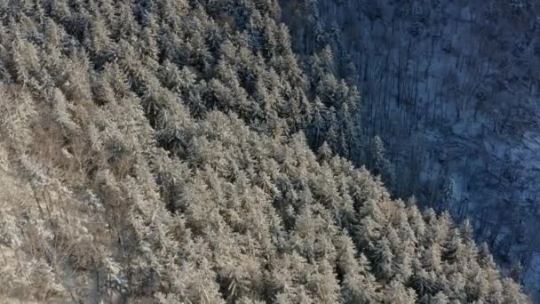 In una mattina presto soleggiata vista aerea da un drone di una foresta invernale innevata coperta da un tappeto freddo innevato. — Video Stock