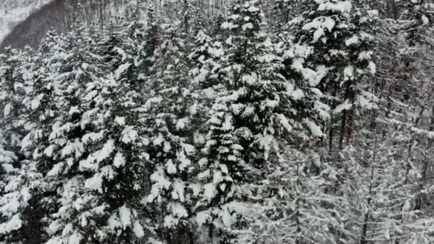 Σε ένα πρώιμο ηλιόλουστο πρωινό εναέρια άποψη από ένα drone από ένα χιονισμένο δάσος χειμώνα καλύπτονται με ένα χιονισμένο κρύο χαλί. — Αρχείο Βίντεο