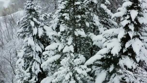 In einem frühen sonnigen Morgen Luftbild von einer Drohne eines verschneiten Winterwaldes mit einem schneebedeckten kalten Teppich bedeckt. — Stockvideo