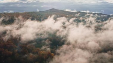 Sabah sisi çam ormanının ve kuş bakışı bir manzaradan yeşil çayırların üzerinde uzanır. Sisli bir günde dağ tepelerindeki ladin ormanlarının havadan görünüşü. Güzel bir sonbahar ormanında sabah sisi. Yağmurlu