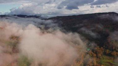 Sabah sisi çam ormanının ve kuş bakışı bir manzaradan yeşil çayırların üzerinde uzanır. Sisli bir günde dağ tepelerindeki ladin ormanlarının havadan görünüşü. Güzel bir sonbahar ormanında sabah sisi. Yağmurlu