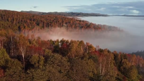 Утренний Туман Лежит Над Сосновым Лесом Зелеными Лугами Высоты Птичьего — стоковое видео