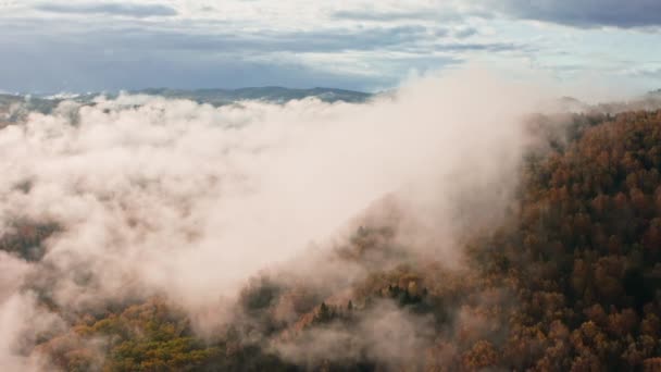 The morning fog lies over the pine forest and green meadows from a birds eye view. Aerial view of spruce forests on mountain hills on a foggy day. Morning fog in a beautiful autumn forest. Rainy — Stock Video