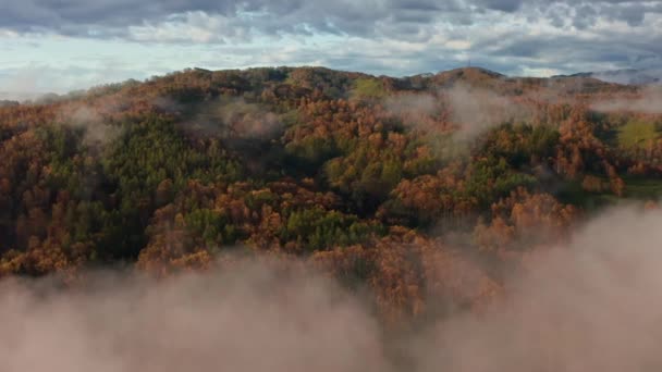 Poranna mgła leży nad lasem sosnowym i zielonymi łąkami z lotu ptaka. Widok z lotu ptaka lasy świerkowe na wzgórzach górskich w mglisty dzień. Poranna mgła w pięknym, jesiennym lesie. Deszcz — Wideo stockowe