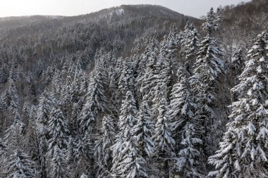 Soğuk, güneşli bir aralık gününde, ormandaki ladin ağaçları kışın örtüsüyle kaplı beyaz karla kaplıdır. Dağın tepesindeki donmuş ağaçlar beyaz karla kaplıdır..
