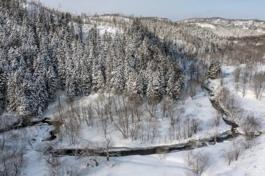 Soğuk, güneşli bir aralık gününde, ormandaki ladin ağaçları kışın örtüsüyle kaplı beyaz karla kaplıdır. Dağın tepesindeki donmuş ağaçlar beyaz karla kaplıdır..