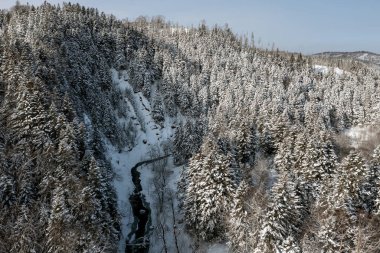 Soğuk, güneşli bir aralık gününde, ormandaki ladin ağaçları kışın örtüsüyle kaplı beyaz karla kaplıdır. Dağın tepesindeki donmuş ağaçlar beyaz karla kaplıdır..